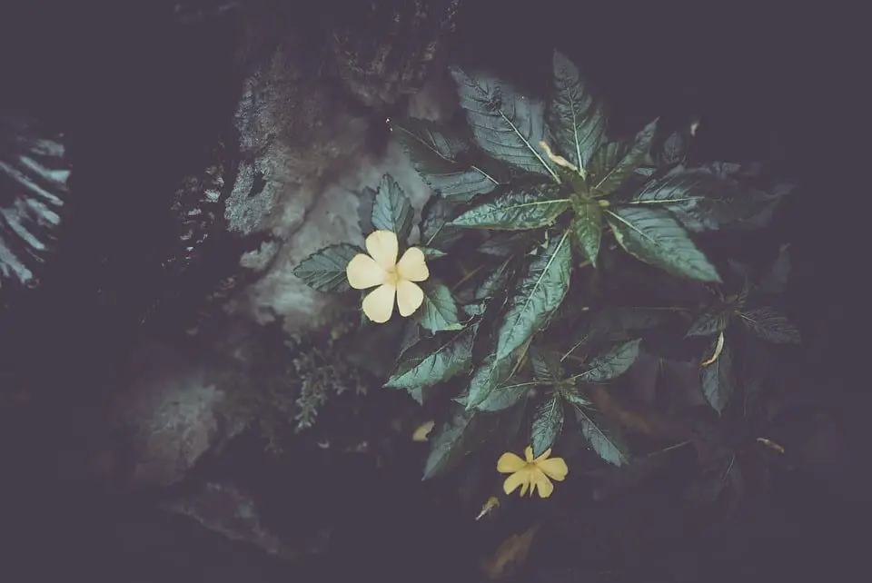 A plant with dark green leaves and small yellow flowers