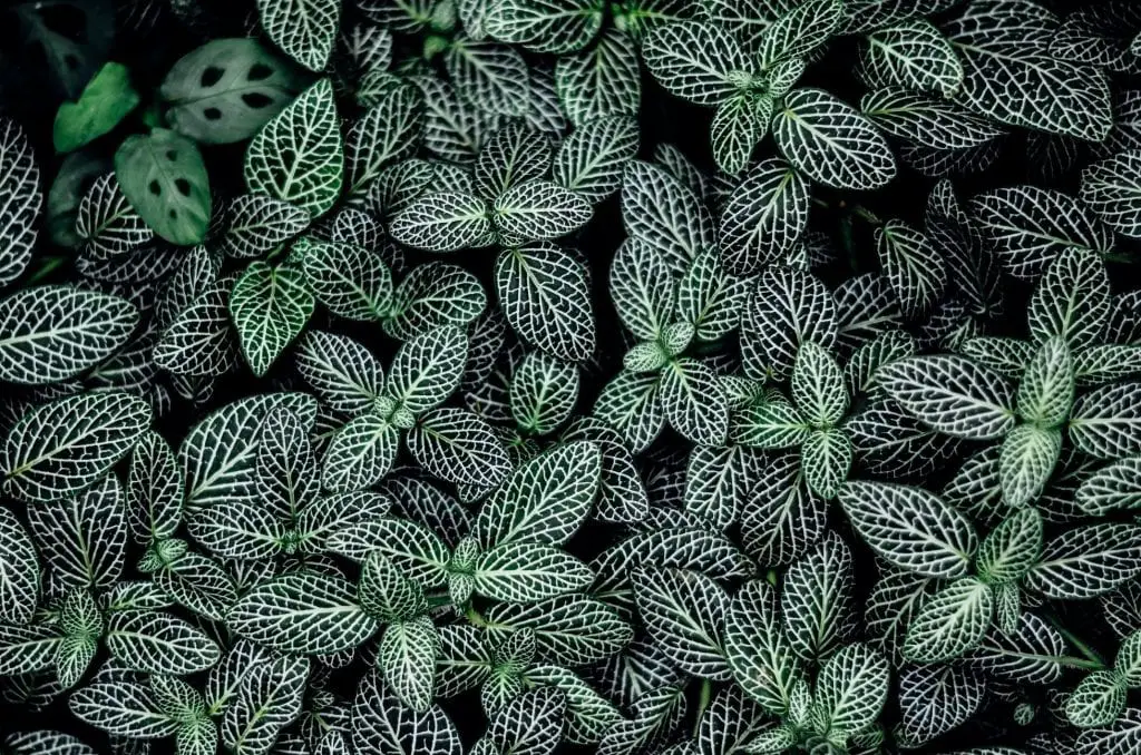 White and green leaf pattern used as a stencil.